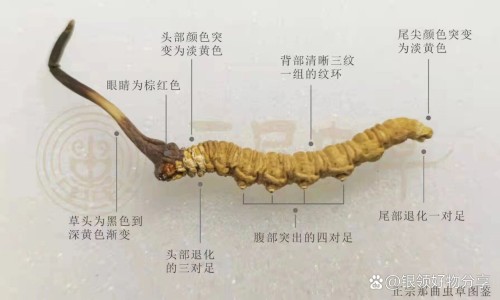 藏红花外用的功效网 | 藏红花外敷正确方法是什么,藏红花外用功效泡手