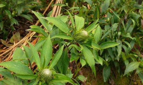 藏红花外用的功效网 | 藏红花外敷正确方法是什么,藏红花外用功效泡手